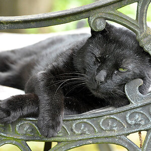 Kater