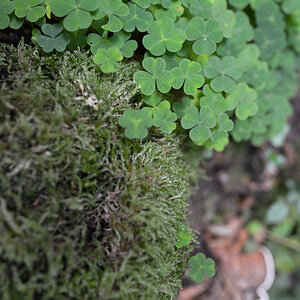 Wald nifo 01