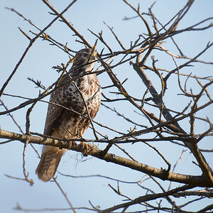 DSC 1046 Bussard Nöttingen 1000