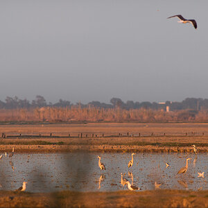 2014 12 24 Valencia Albufera 0025 2