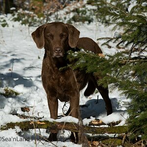 Sea'nLand Chesapeake Bay Retriever
