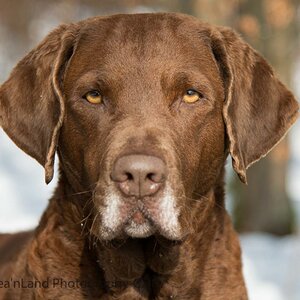 Sea'nLand Chesapeake Bay Retriever