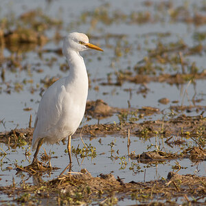 2014 12 25 Valencia Albufera 0269