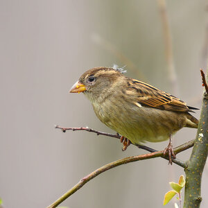 DSC 2523 Spatz