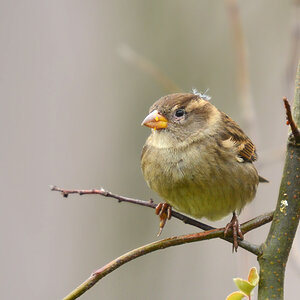DSC 2525 Spatz