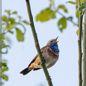 20140412 7030 [NIKON D7100] 600 mm,1 1000 Sek. bei ƒ   6,3