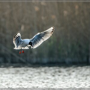 20140413 5827 [NIKON D4] 850 mm,1 1000 Sek. bei ƒ   7,1