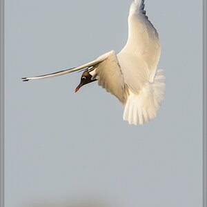 20140419 7591 [NIKON D7100] 850 mm,1 1250 Sek. bei ƒ   8,0