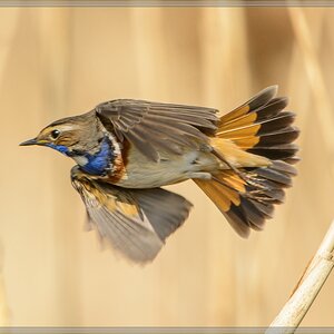 20140420 7900 [NIKON D7100] 850 mm,1 1250 Sek. bei ƒ   8,0 Bearbeitet