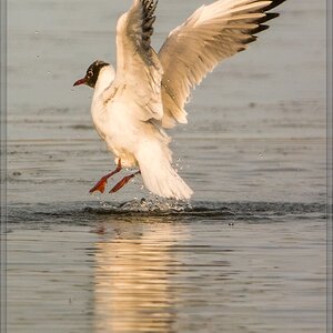 20140518 3668 [NIKON 1 V3] 600 mm,1 2000 Sek. bei ƒ   5,6