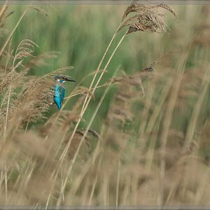 20140503 1913 [NIKON 1 V3] 400 mm,1 640 Sek. bei ƒ   5,6