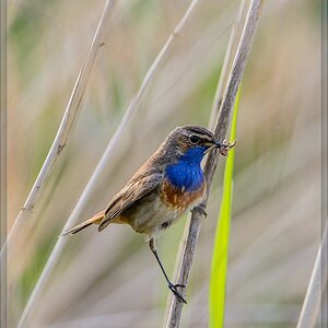 20140531 8855 [NIKON D7100] 600 mm,1 400 Sek. bei ƒ   8,0