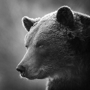 Braunbär