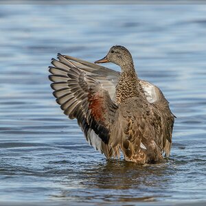 20140525 8646 [NIKON D7100] 850 mm,1 2000 Sek. bei ƒ   8,0