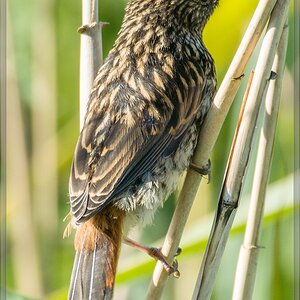 20140606 4158 [NIKON 1 V3] 400 mm,1 250 Sek. bei ƒ   5,6