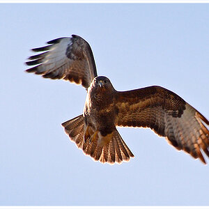 DSC 1645 Bussard 1000 R 10