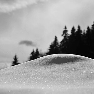 DSC 3963 crop