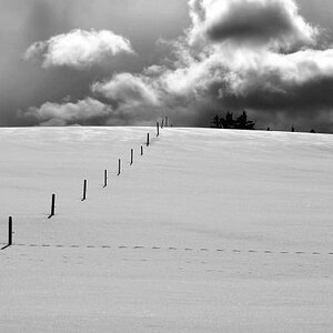 DSC 3970 crop bw