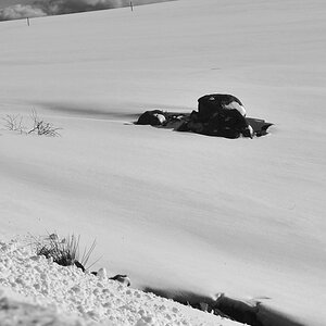 DSC 3973 crop bw