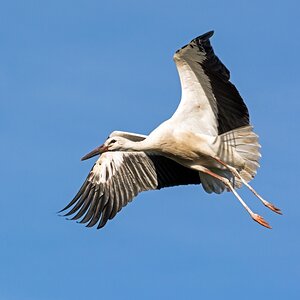 D71 0308 Storchenflug IV