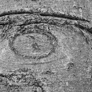 Holzauge