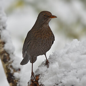 DSC 3212 Amsel