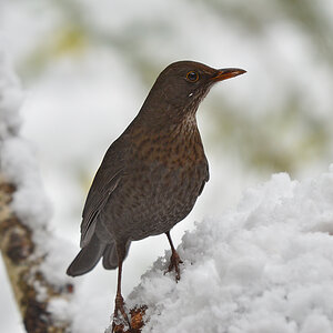 DSC 3213 Amsel