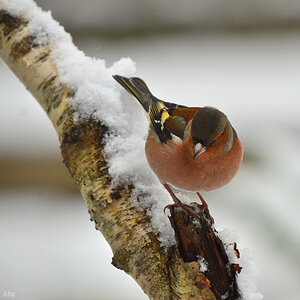 DSC 3206 Buchfink