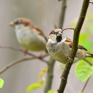 DSC 2530 Spatz