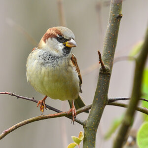 DSC 2533 Spatz
