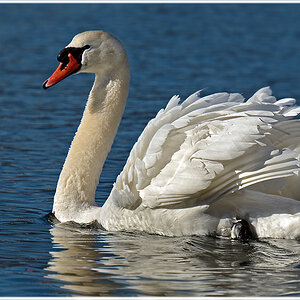 DSC 1500 Schwan 1 1000 R