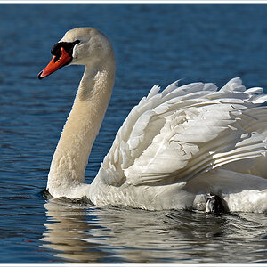 DSC 1500 Schwan 1 1000 R