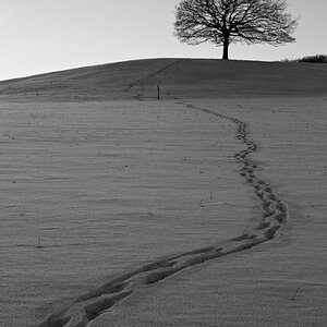 Wintertree
