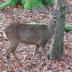 Ricke im Wald