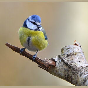 DSC 3352 Blaumeise