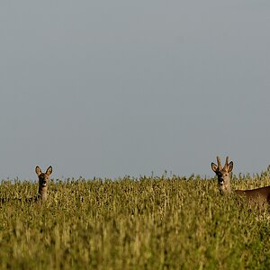 Rehe im Senf