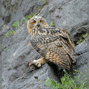 20140710 9268 [NIKON D4] 600 mm,1 320 Sek. bei ƒ   6,3 2