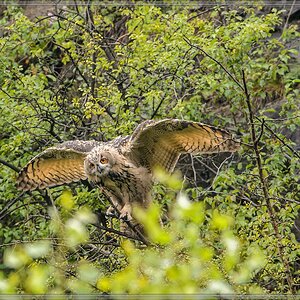 20140713 0516 [NIKON D4] 600 mm,1 640 Sek. bei ƒ   7,1