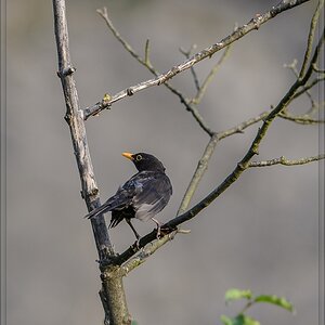 20140706 8147 [NIKON D4] 600 mm,1 500 Sek. bei ƒ   5,6