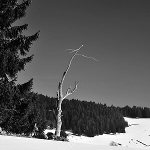 DSC 4017 bw