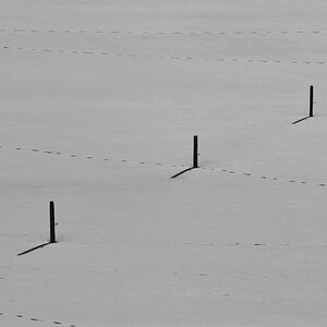 DSC 4023 crop bw