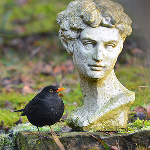 DSC 3310 Amsel