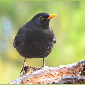 DSC 3303 Amsel