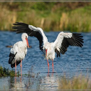 20141102 1732 [NIKON D810] 500 mm,1 1000 Sek. bei ƒ   5,6