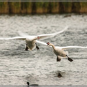 20141102 2455 [NIKON D810] 500 mm,1 160 Sek. bei ƒ   5,6