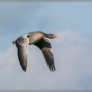 20141108 0837 [NIKON 1 V3] 300 mm,1 1600 Sek. bei ƒ   6,3