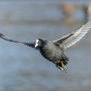 20141108 3429 [NIKON D7100] 500 mm,1 1000 Sek. bei ƒ   8,0
