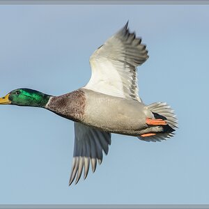 20141108 3468 [NIKON D7100] 500 mm,1 1600 Sek. bei ƒ   8,0