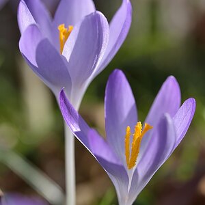 Krokus 032015 1
