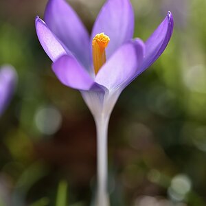 Krokus 032015 2